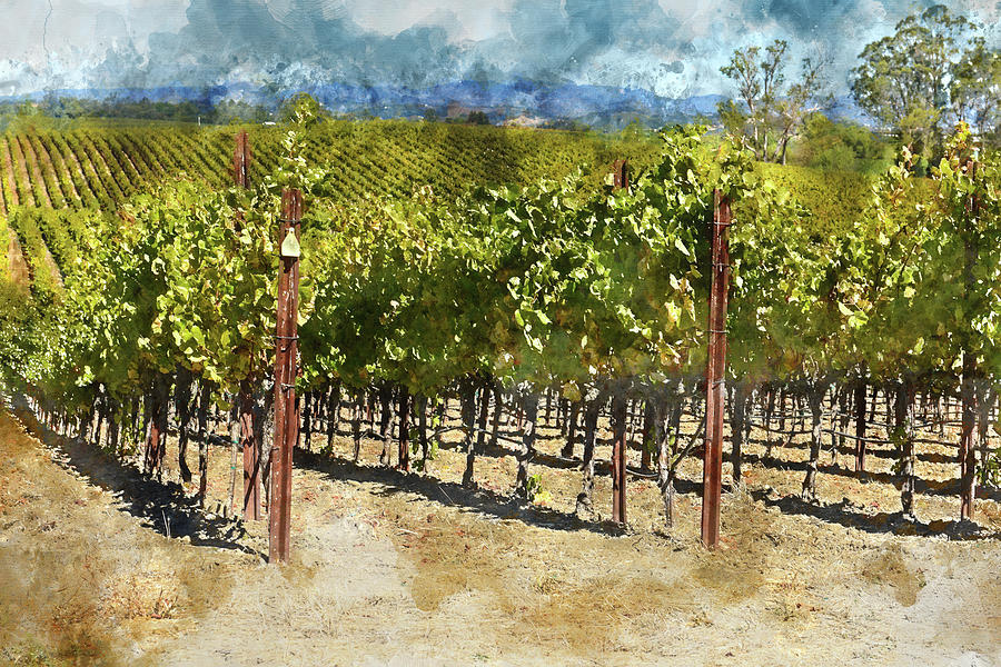 Vineyard in Napa Valley California #3 Photograph by Brandon Bourdages