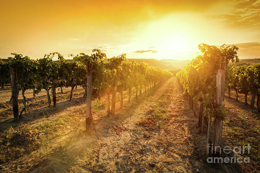 Vineyard in Tuscany, Italy. Wine farm at sunset. Vintage #3 Photograph by Michal Bednarek