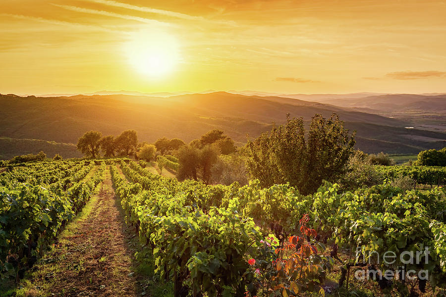 Vineyard landscape in Tuscany, Italy. Wine farm at sunset #3 Photograph by Michal Bednarek