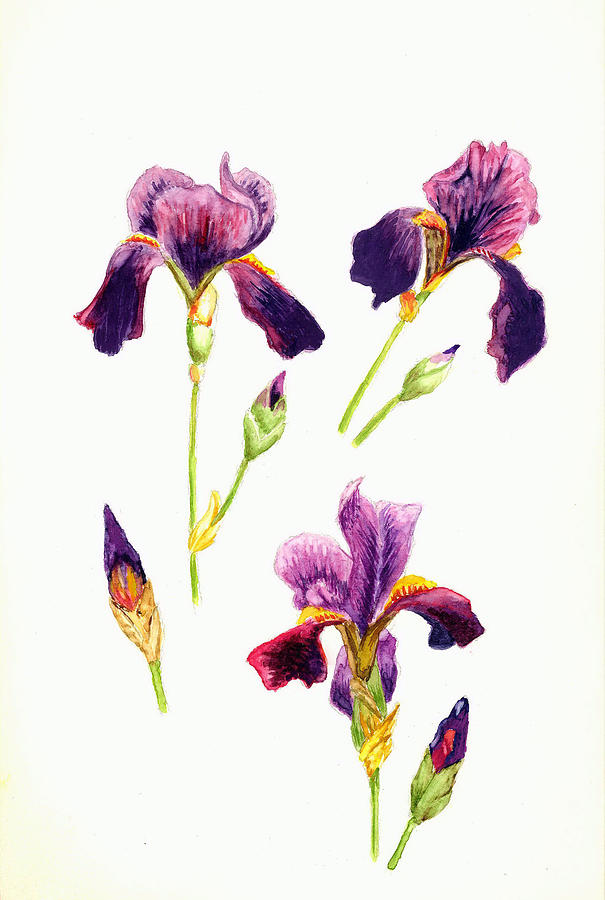3 Violet Irises Painting by Michael Vigliotti