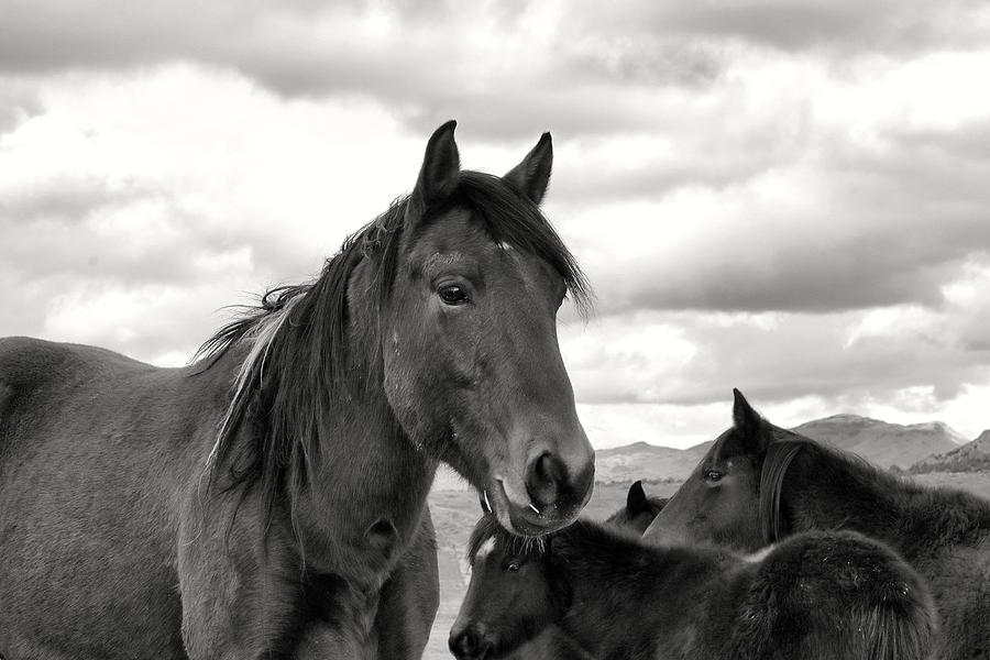 Virginia Range Mustangs #3 Photograph by Maria Jansson