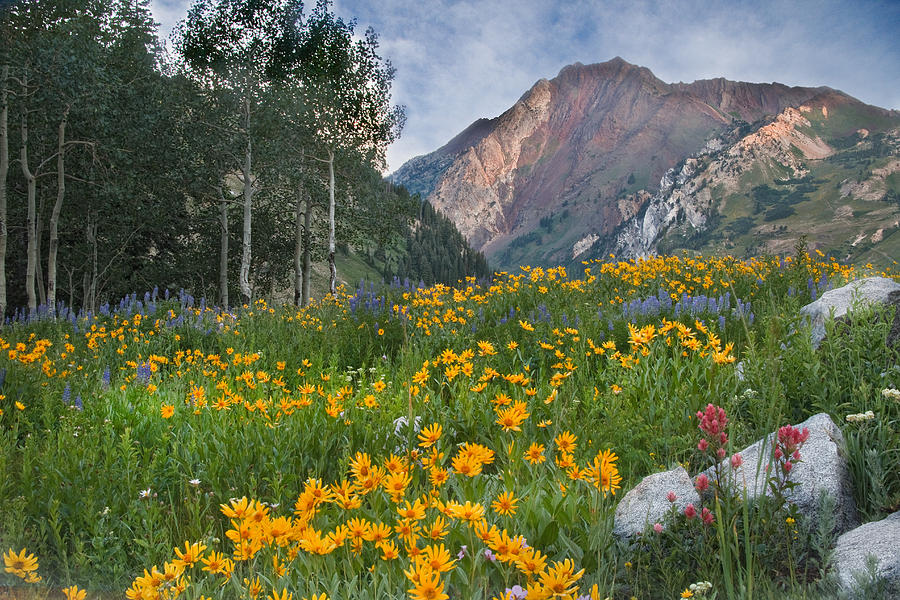 Summer Photograph - Wasatch Mountains #3 by Douglas Pulsipher