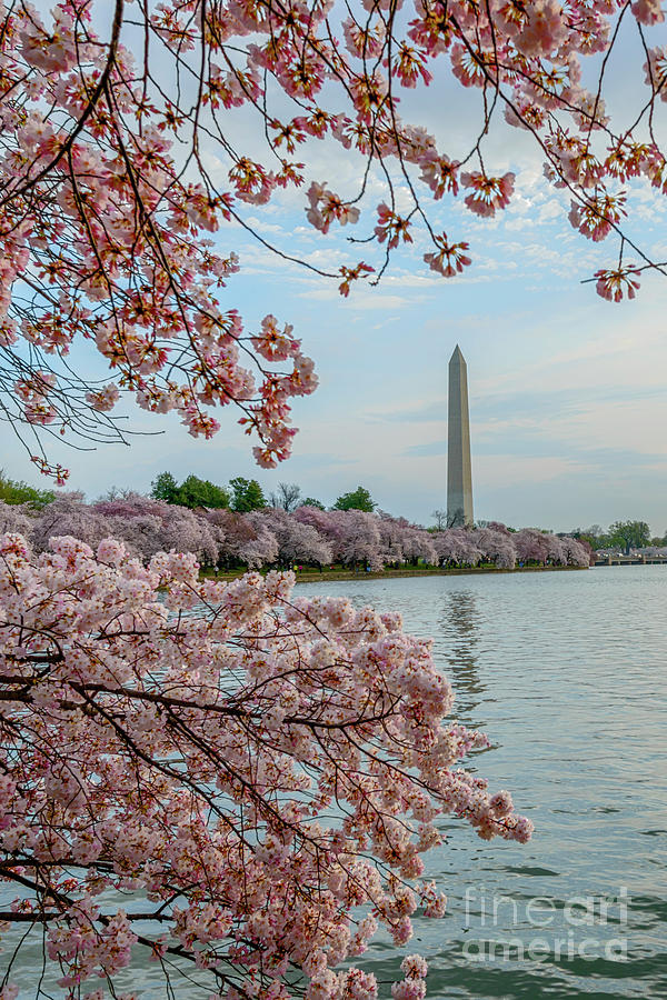 Washington Monument Cherry Blossoms #3 Photograph by Thomas R Fletcher