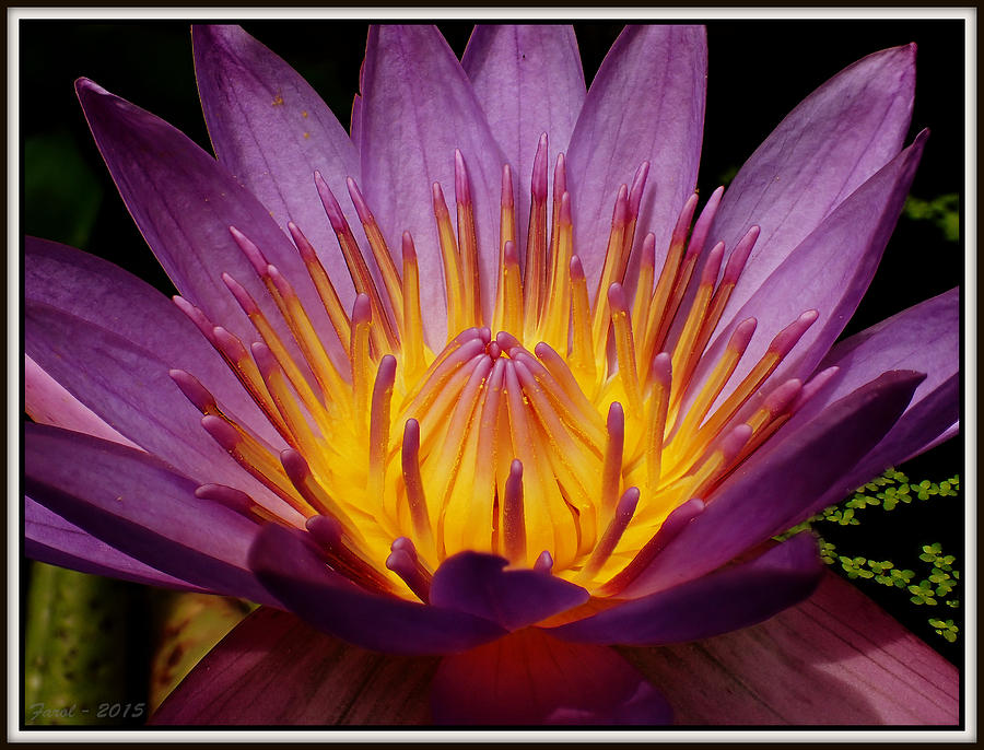 Water Lily #3 Photograph by Farol Tomson
