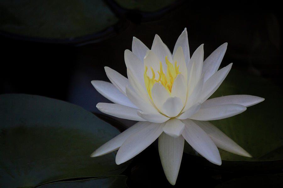 Water Lily #3 Photograph by Teresa Wilson