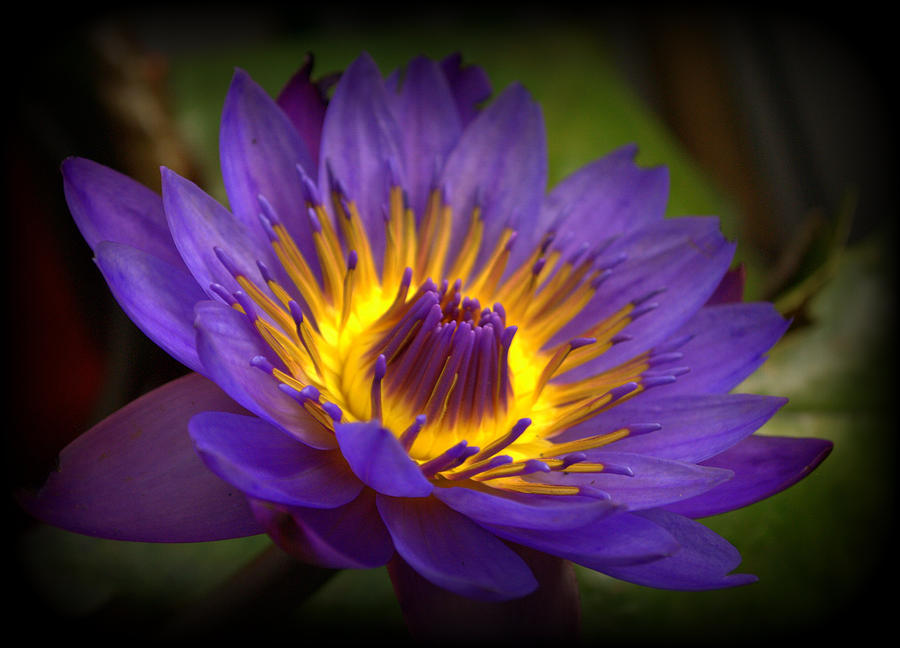 Waterlily Flower #3 Photograph by Nathan Abbott