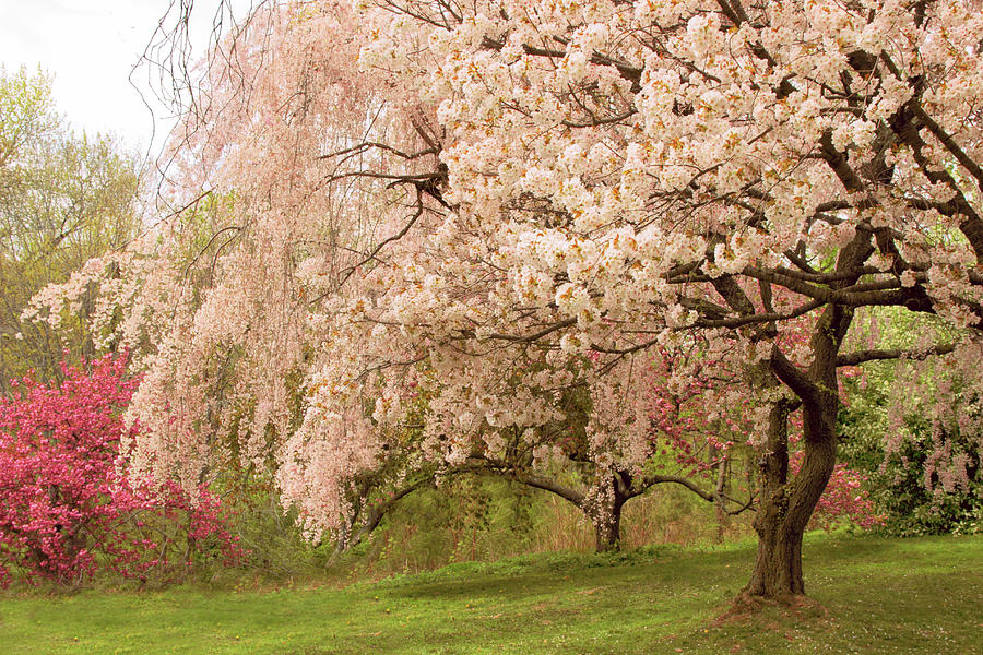 Weeping Cherry #2 Photograph by Jessica Jenney