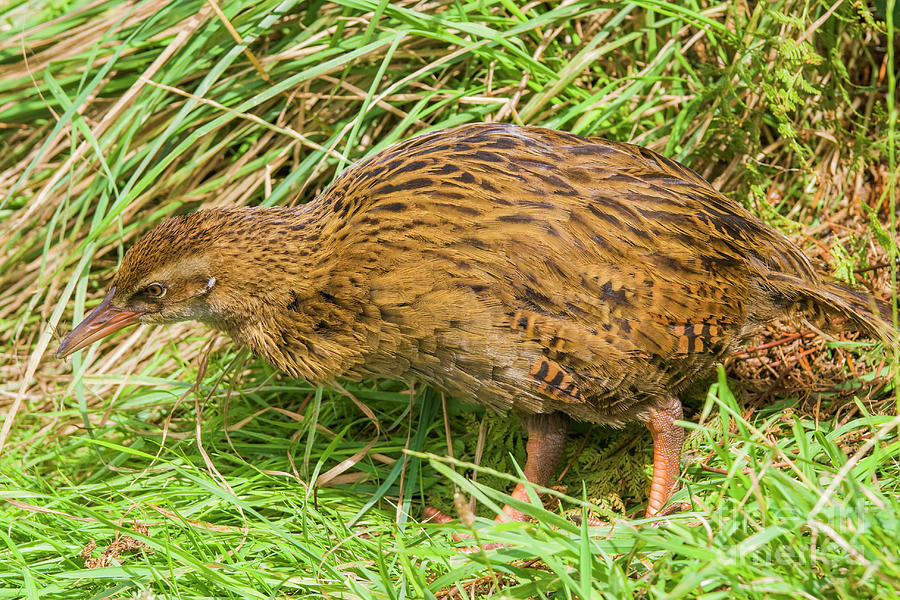 Weka in New Zealand Photograph by Patricia Hofmeester
