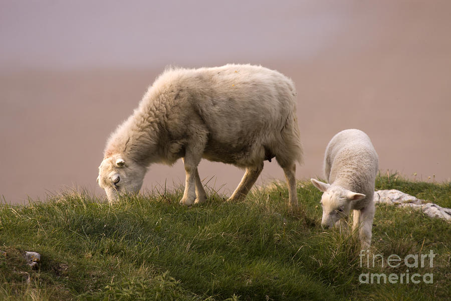 Sheep Photograph - Welsh Lamb #3 by Ang El