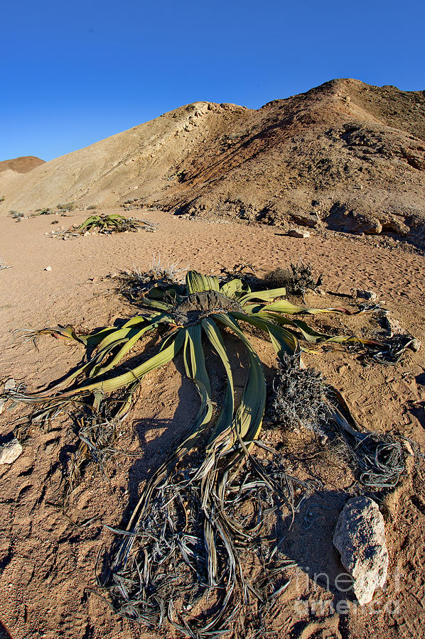 Welwitschia Plant Photograph by Francesco Tomasinelli