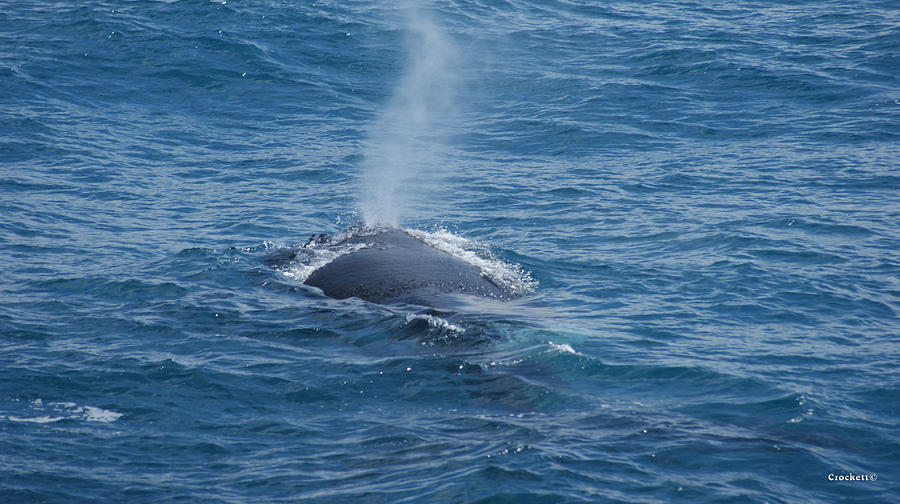 Whale Blow Photograph by Gary Crockett