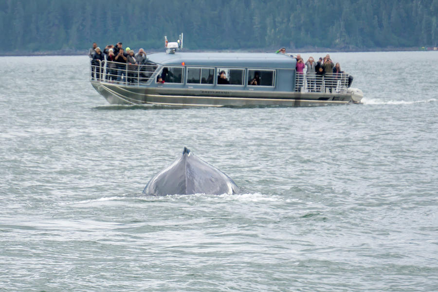 Whale Watching Near Skagway Alaska #3 Photograph by Alex Grichenko