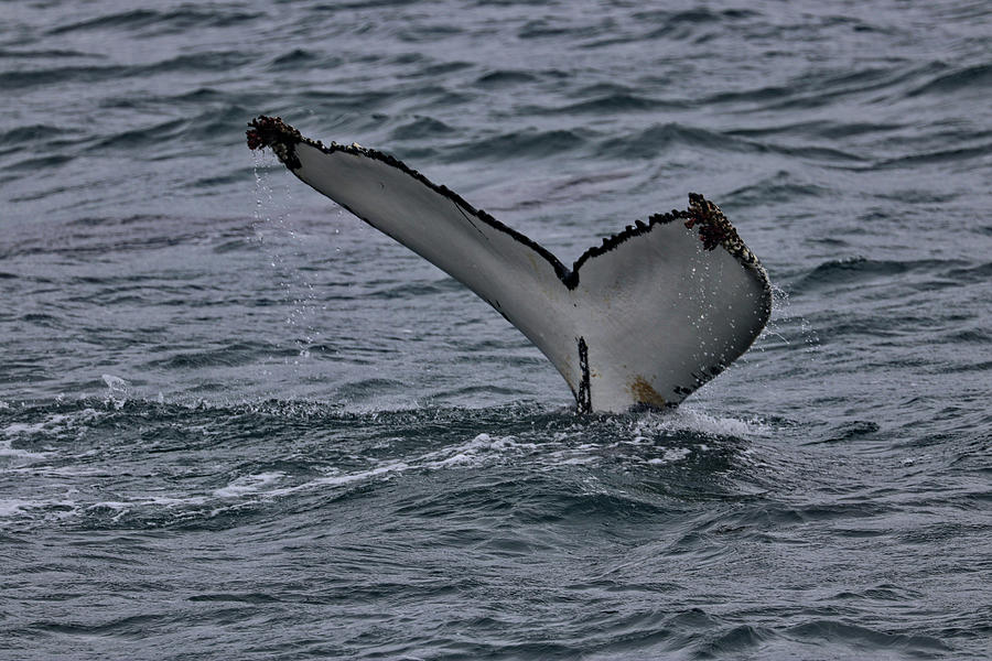 Whales Akureyri Iceland #3 Photograph by Paul James Bannerman