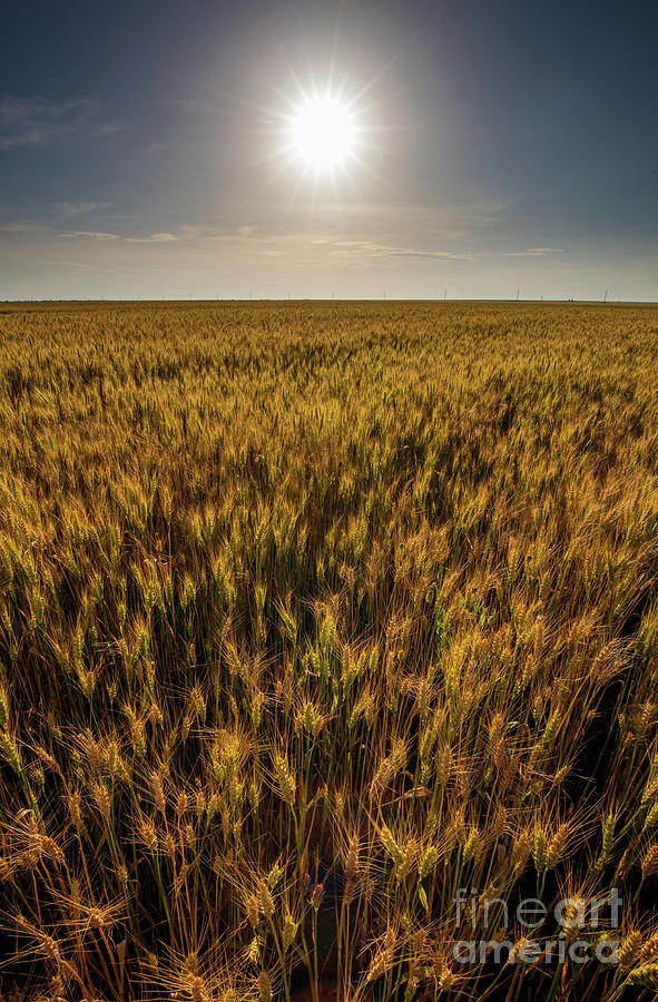 Wheat field at sunset, sun in the frame #3 Photograph by Ragnar Lothbrok