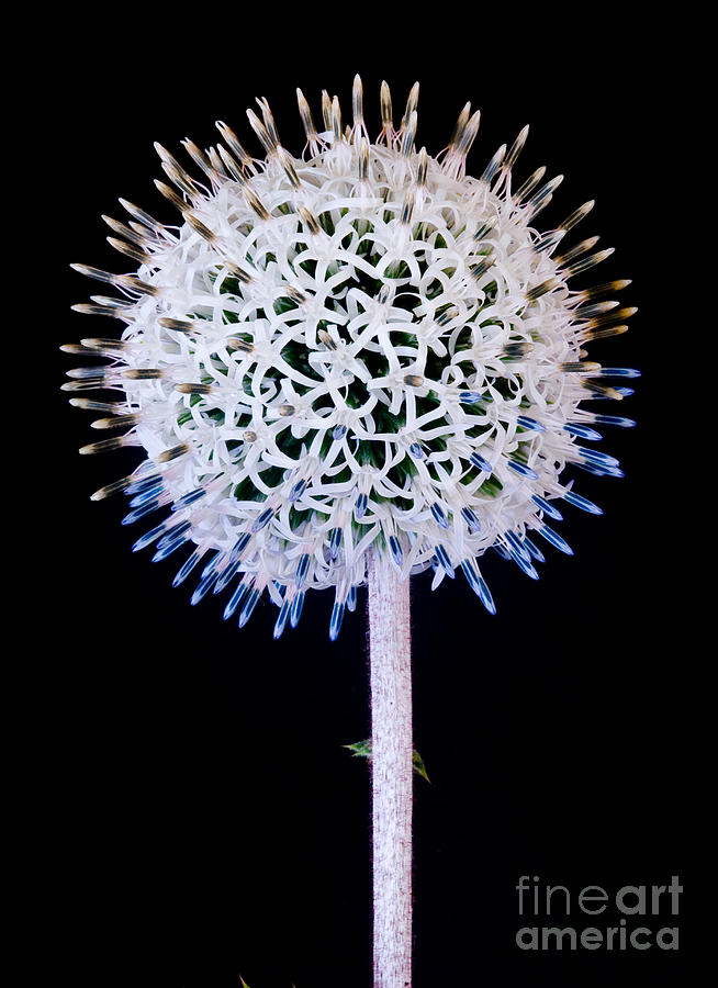 White Alium Onion flower Photograph by Colin Rayner