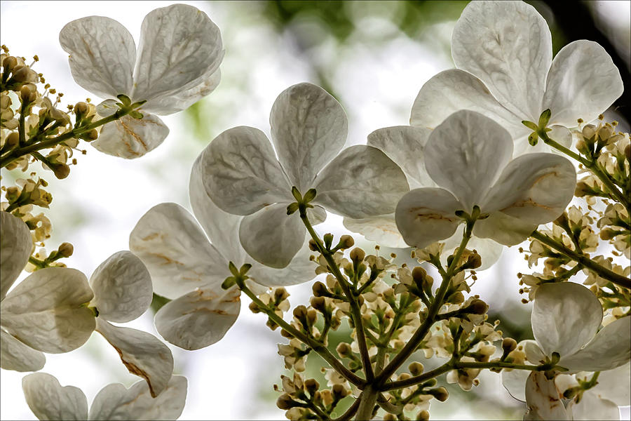 White Blossoms #3 Photograph by Robert Ullmann