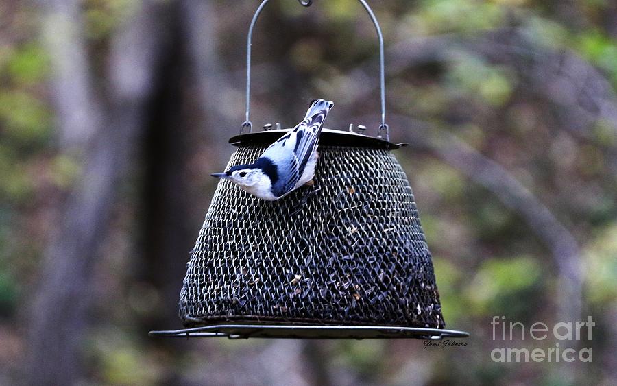White breasted Nuthatch  Photograph by Yumi Johnson