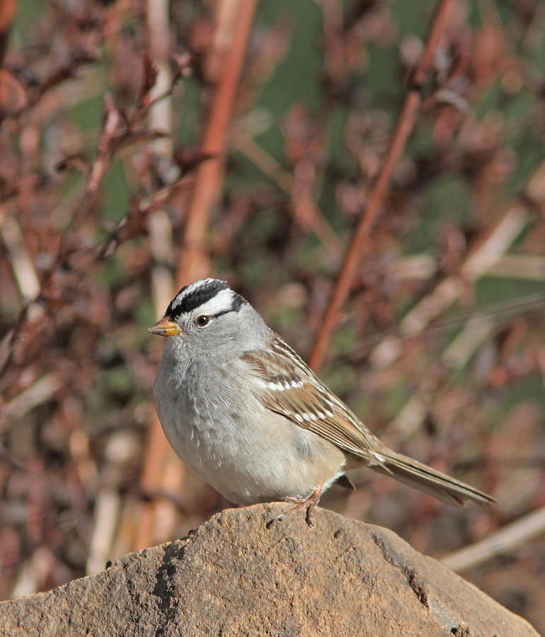 Bird Photograph - White-crowned Sparrow #3 by Gary Wing
