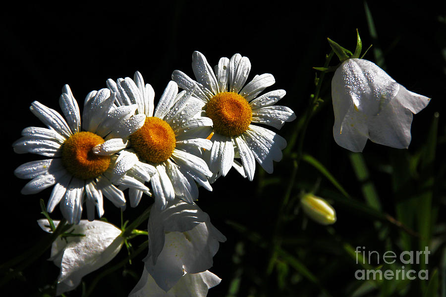 3 White Daisies 1 White Bell Flower Photograph by David Frederick