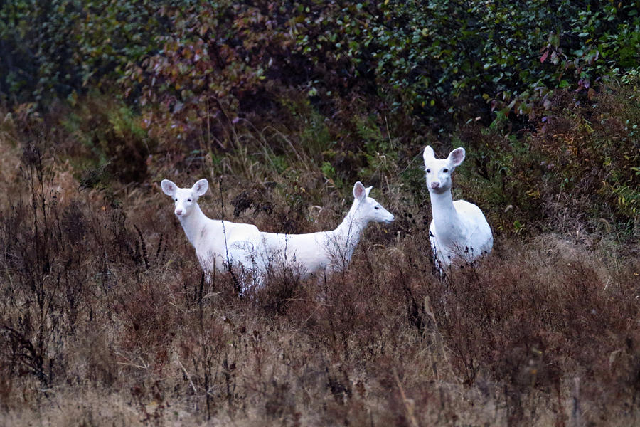3 White deer Photograph by Brook Burling
