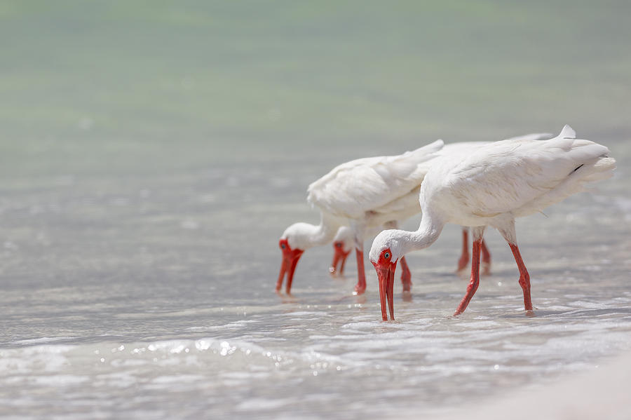 White Ibis #3 Photograph by Peter Lakomy