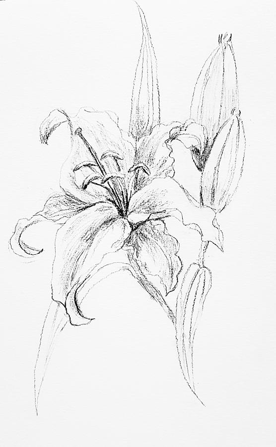 White lily #3 Drawing by Hae Kim