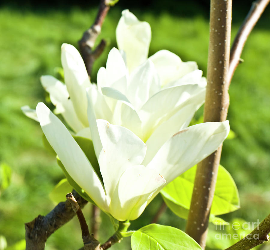 White magnolia #3 Photograph by Irina Afonskaya