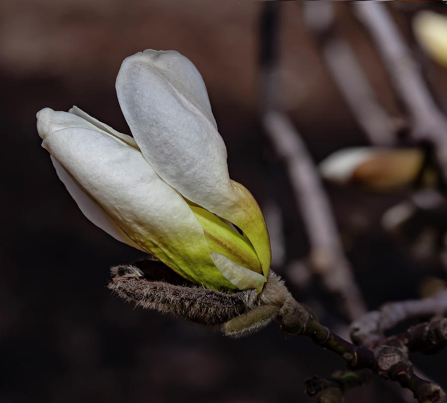 White Magnolia  #3 Photograph by Robert Ullmann