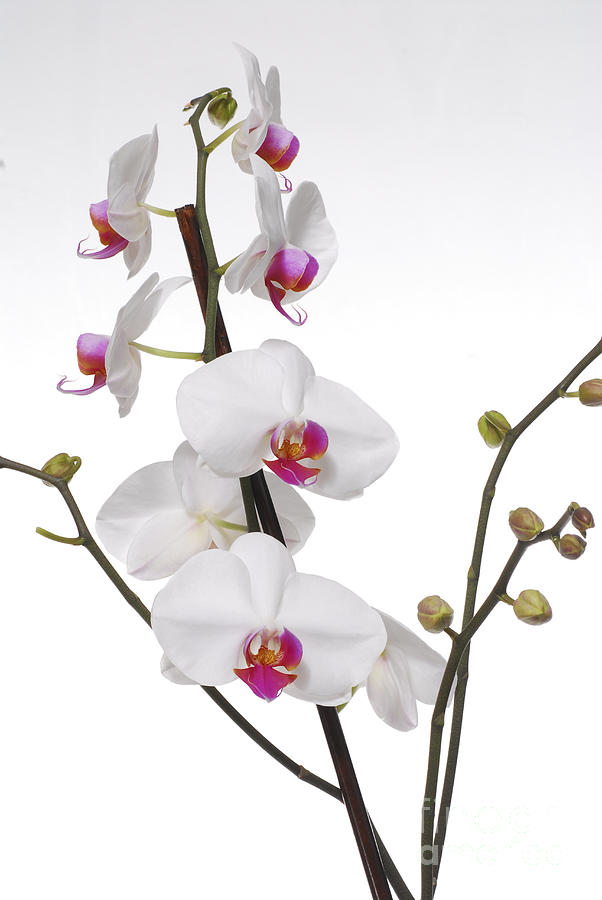 White Orchid #3 Photograph by Eran Turgeman
