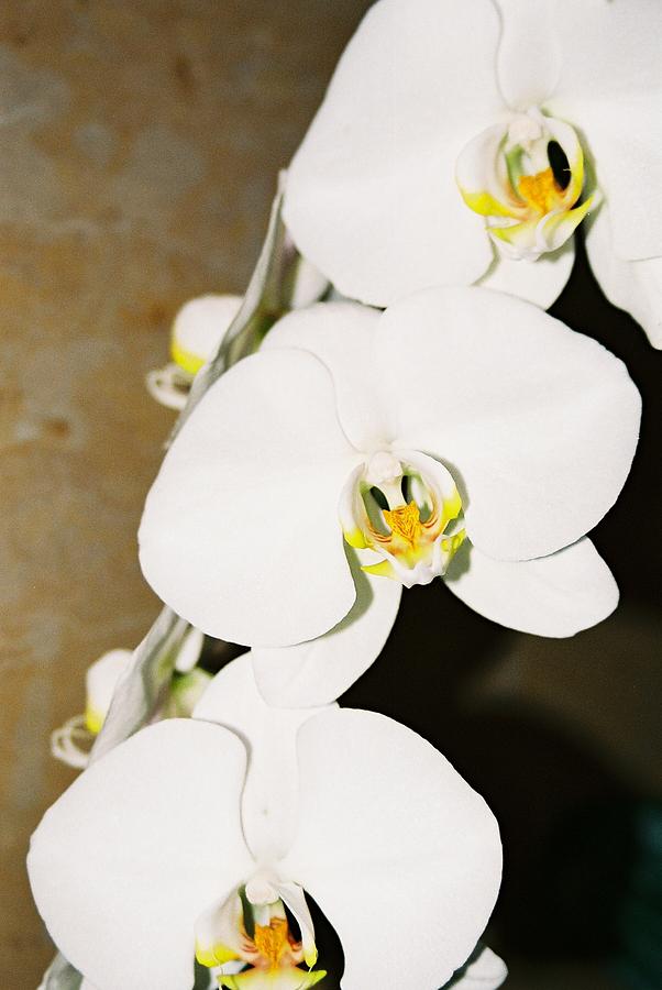 3 White Orchids Photograph by Lauri Novak