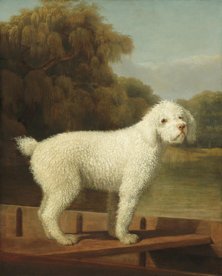 White Poodle in a Punt #3 Painting by George Stubbs