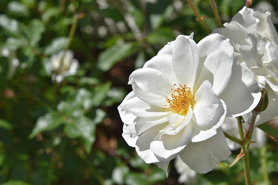 3 White Rose Photograph by Linda Brody