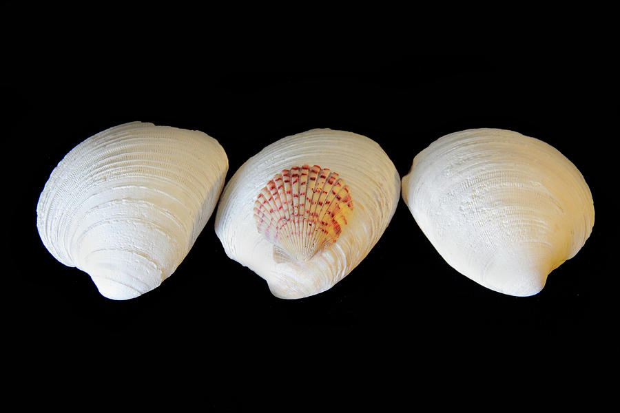 3 White Shells Photograph by Angela Murdock