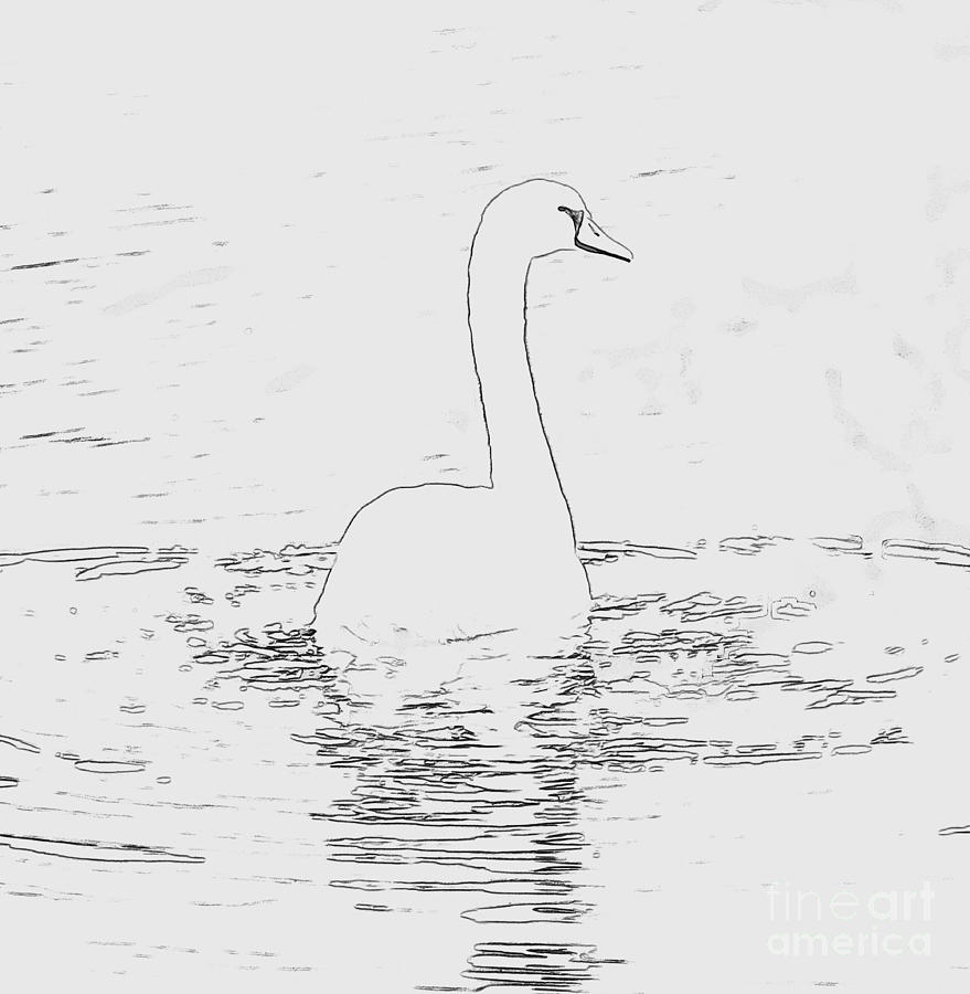 Swan Photograph - White Swan Swimming  #3 by Humorous Quotes