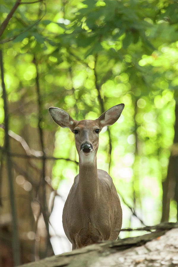 White-tailed Deer Doe  #3 Photograph by Erin Cadigan