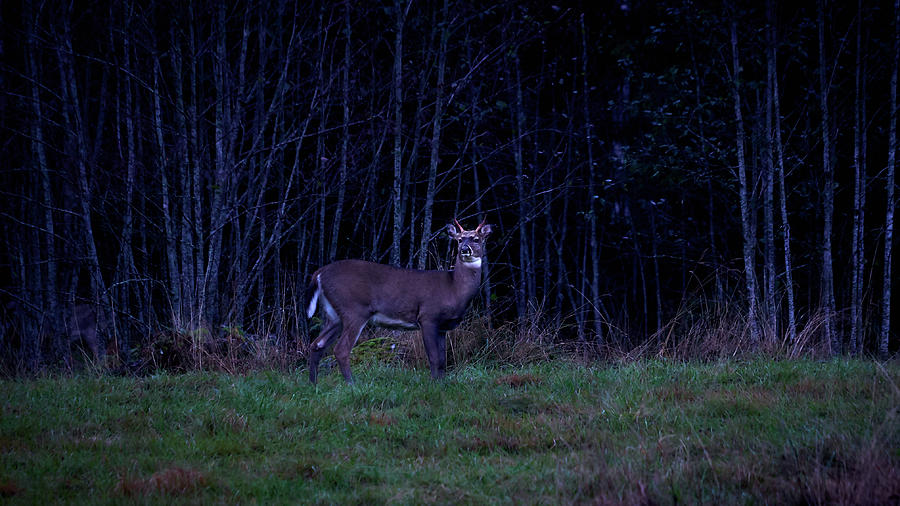 White-tailed deer #3 Photograph by Jouko Lehto