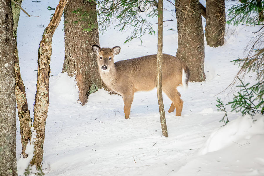 White Tailed Deer Seeking Food In Snow #3 Photograph by Alex Grichenko