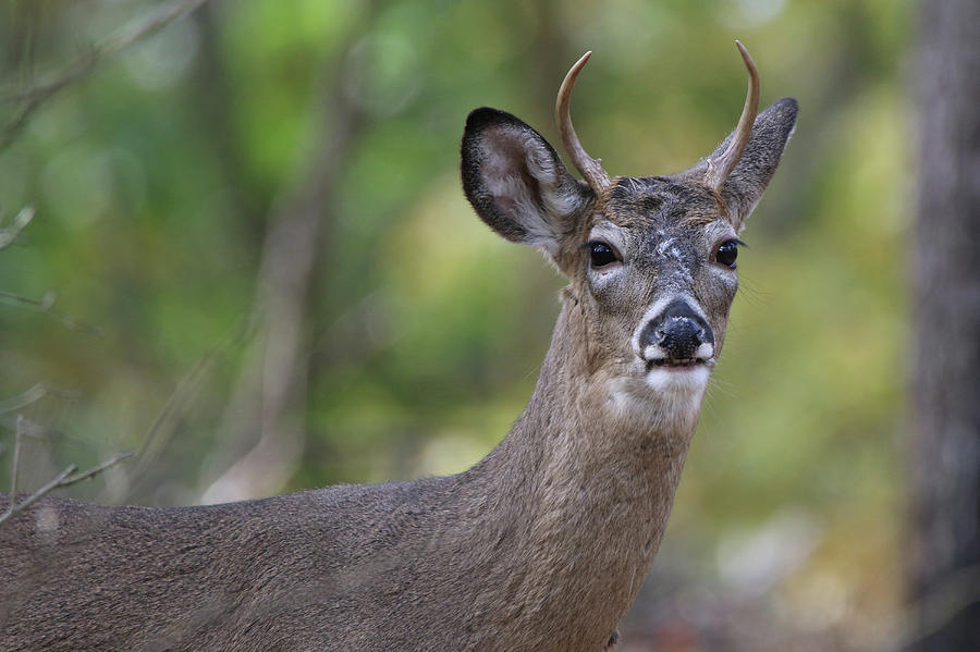 White Tailed Deer Smithtown New York #3 Photograph by Bob Savage