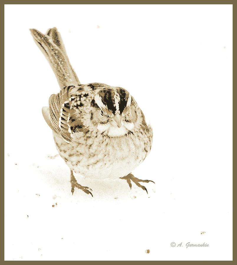 White-throated Sparrow in Snow #3 Photograph by A Macarthur Gurmankin
