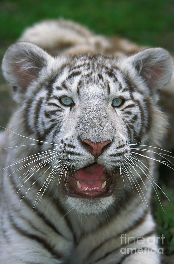 White Tiger Panthera Tigris #3 Photograph by Gerard Lacz