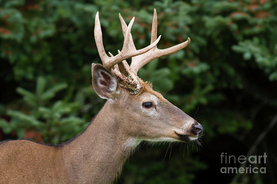 Whitetail Deer Buck Photograph By Kevin Mccarthy