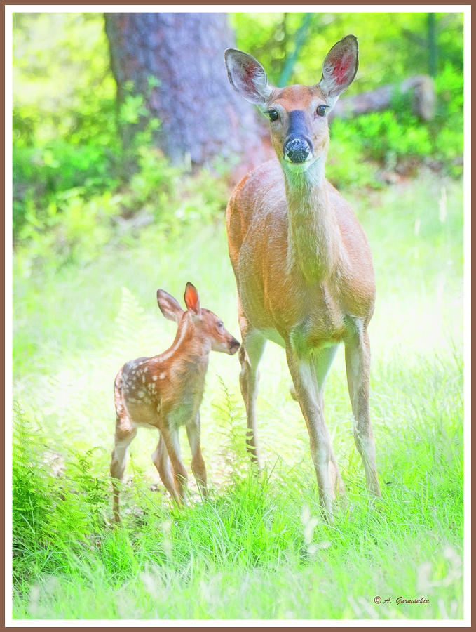 Whitetailed Deer, Doe and Fawn #3 Photograph by A Macarthur Gurmankin