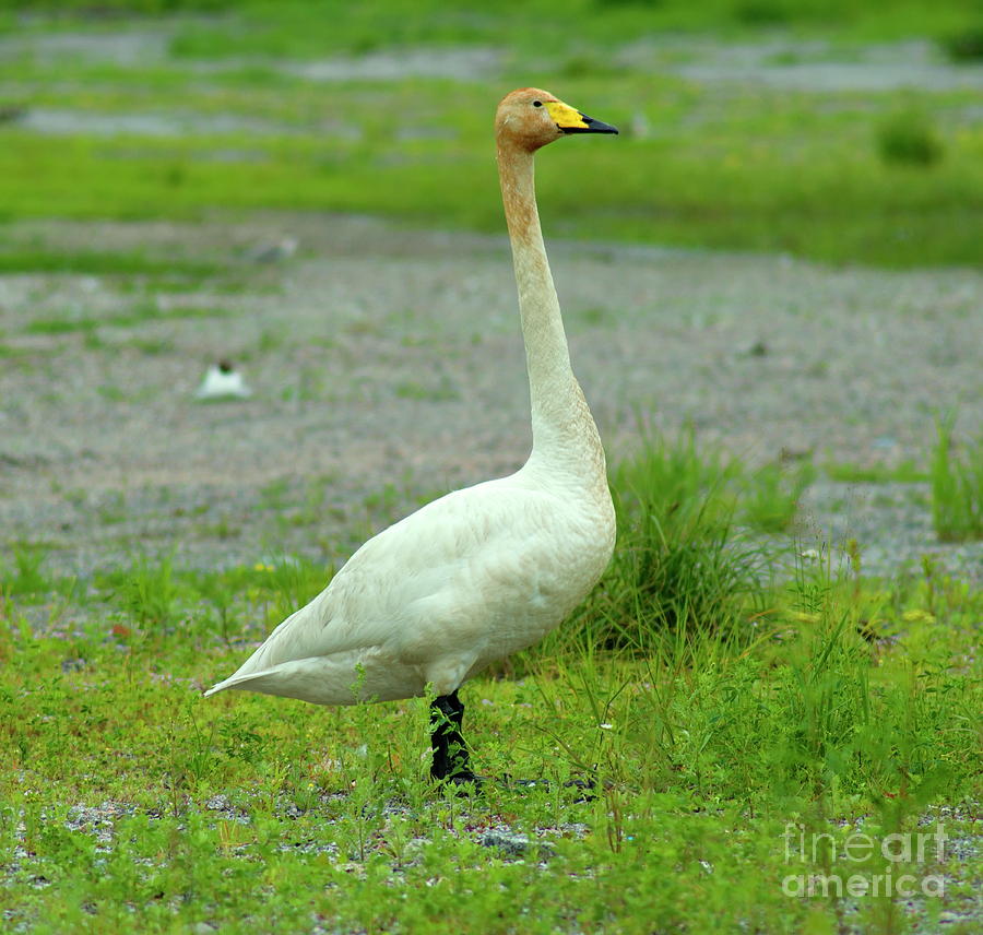 Whooper Swan #3 Photograph by Esko Lindell