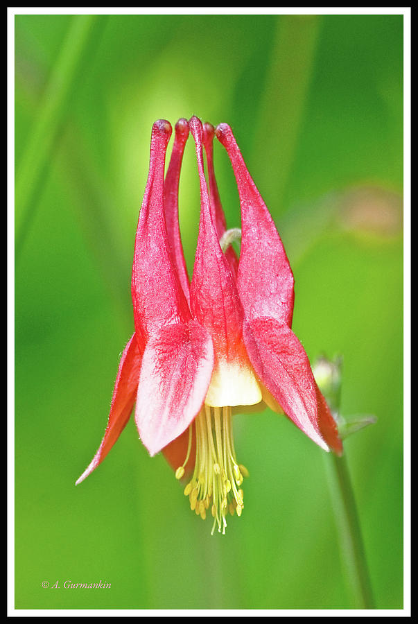 Wild Columbine Flower #5 Photograph by A Macarthur Gurmankin