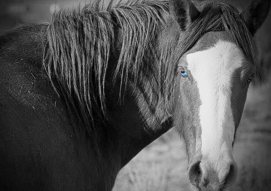 Wild Mustang Horse #1 Photograph by Waterdancer 