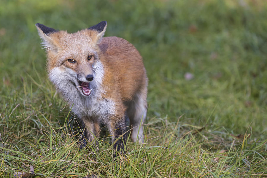 Wild Red fox in the wild #3 Photograph by Josef Pittner