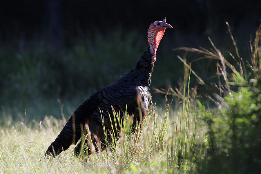Wild Turkey Calverton New York #3 Photograph by Bob Savage