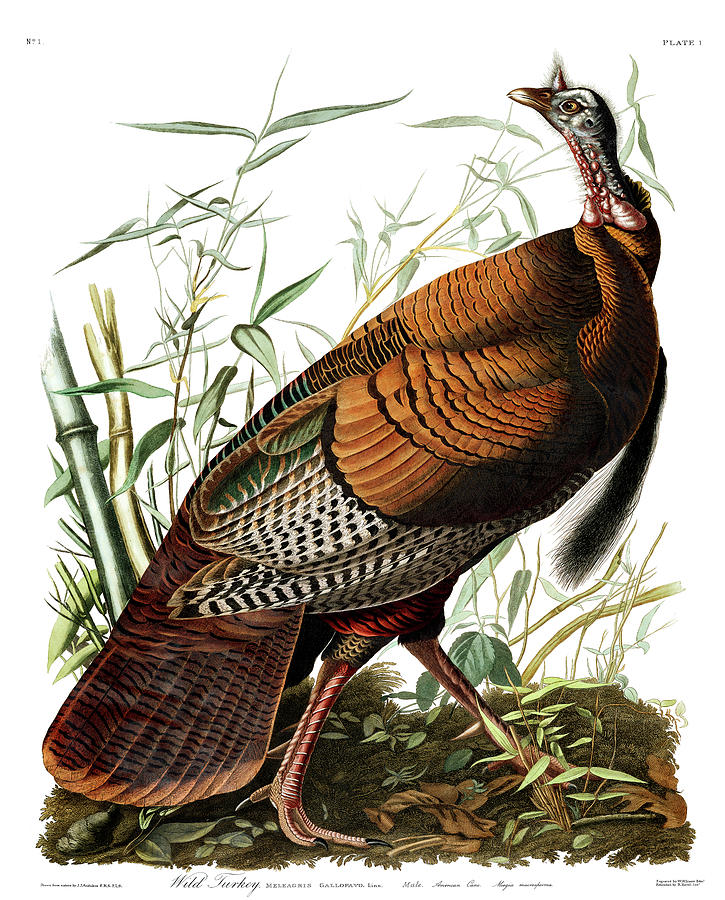 John James Audubon Painting - Wild Turkey #3 by John James Audubon