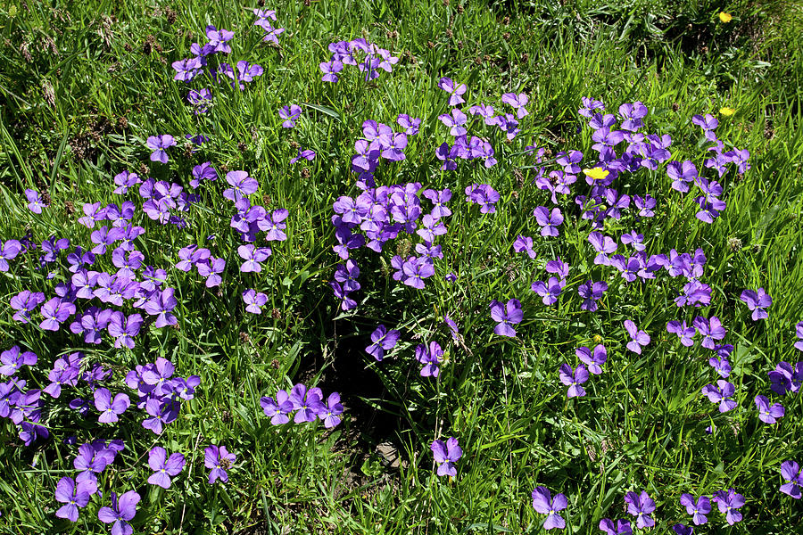 Wild Violets #3 Photograph by Aivar Mikko