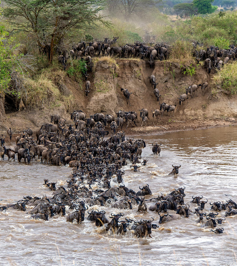 Wildebeests Crossing Mara River Photograph by Panoramic Images